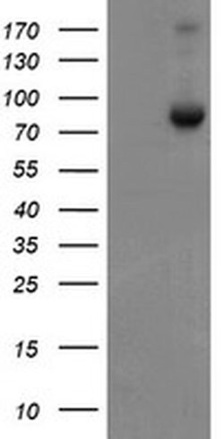 Invitrogen SnoN Monoclonal Antibody (OTI2F6) 100 &mu;L; Unconjugated:Antibodies,