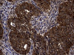 Invitrogen SnoN Monoclonal Antibody (OTI2C9) 100 &mu;L; Unconjugated:Antibodies,