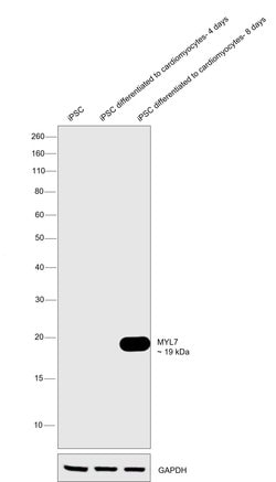 Invitrogen MYL7 Monoclonal Antibody (OTI7F2) 100 &mu;L; Unconjugated:Antibodies,