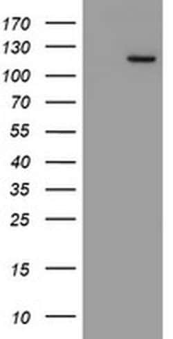 Invitrogen MYNN Monoclonal Antibody (OTI1F10) 100 &mu;L; Unconjugated:Antibodies,