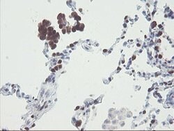 Invitrogen RBPMS Monoclonal Antibody (OTI3B7) 100 &mu;L; Unconjugated:Antibodies,