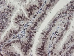 Invitrogen RBPMS Monoclonal Antibody (OTI3B7) 100 &mu;L; Unconjugated:Antibodies,