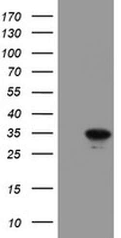 RBPMS Monoclonal Antibody (OTI4H6), Invitrogen 100 &mu;L; Unconjugated:Antibodies,