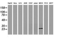 RBPMS Monoclonal Antibody (OTI4H6), Invitrogen 100 &mu;L; Unconjugated:Antibodies,
