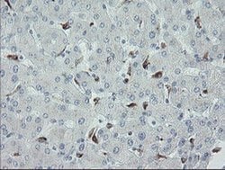 Invitrogen MYL7 Monoclonal Antibody (OTI3A8) 100 &mu;L | Buy Online | Invitrogen&trade; | Fisher Scientific
