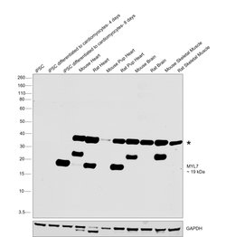 Invitrogen MYL7 Monoclonal Antibody (OTI3A8) 100 &mu;L | Buy Online | Invitrogen&trade; | Fisher Scientific