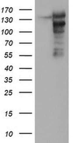 Invitrogen AGTPBP1 Monoclonal Antibody (OTI9A3) 100 &mu;L; Unconjugated:Antibodies,