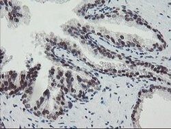 Invitrogen TPRKB Monoclonal Antibody (OTI1E9) 100 &mu;L; Unconjugated:Antibodies,