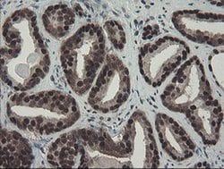 Invitrogen TPRKB Monoclonal Antibody (OTI1E9) 100 &mu;L; Unconjugated:Antibodies,
