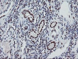 Invitrogen TPRKB Monoclonal Antibody (OTI1E9) 100 &mu;L; Unconjugated:Antibodies,