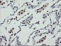 Invitrogen TPRKB Monoclonal Antibody (OTI1E9) 100 &mu;L; Unconjugated:Antibodies,