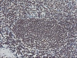 Invitrogen TPRKB Monoclonal Antibody (OTI1E9) 100 &mu;L; Unconjugated:Antibodies,