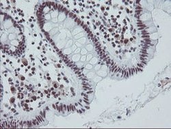 Invitrogen TPRKB Monoclonal Antibody (OTI1E9) 100 &mu;L; Unconjugated:Antibodies,