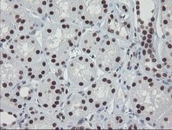 Invitrogen TPRKB Monoclonal Antibody (OTI1E9) 100 &mu;L; Unconjugated:Antibodies,