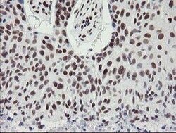 Invitrogen TPRKB Monoclonal Antibody (OTI1E9) 100 &mu;L; Unconjugated:Antibodies,