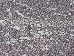 Invitrogen TPRKB Monoclonal Antibody (OTI1E9) 100 &mu;L; Unconjugated:Antibodies,