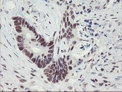Invitrogen TPRKB Monoclonal Antibody (OTI1E9) 100 &mu;L; Unconjugated:Antibodies,
