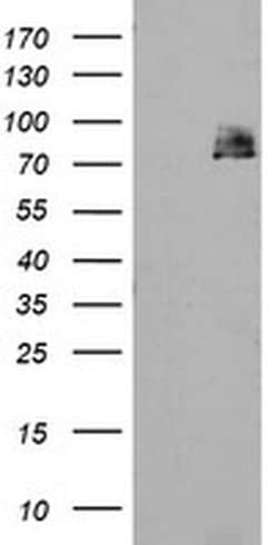 Invitrogen TPRKB Monoclonal Antibody (OTI1E9) 100 &mu;L; Unconjugated:Antibodies,