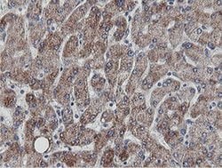 MRPS27 Monoclonal Antibody (OTI3A8):Antibodies, Monoclonal