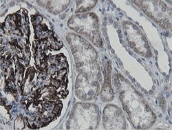 MRPS27 Monoclonal Antibody (OTI3A8):Antibodies, Monoclonal