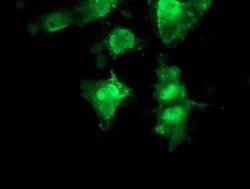 Invitrogen RFC2 Monoclonal Antibody (OTI3A7) 100 &mu;L; Unconjugated:Antibodies,