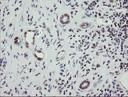 Invitrogen RFC2 Monoclonal Antibody (OTI3A7) 100 &mu;L; Unconjugated:Antibodies,