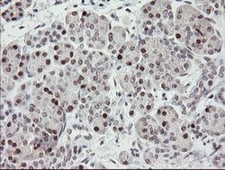 Invitrogen RFC2 Monoclonal Antibody (OTI3A7) 100 &mu;L; Unconjugated:Antibodies,
