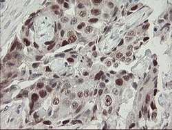 Invitrogen RFC2 Monoclonal Antibody (OTI3A7) 100 &mu;L; Unconjugated:Antibodies,