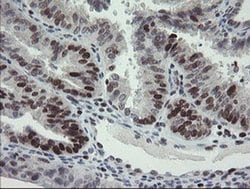 Invitrogen RFC2 Monoclonal Antibody (OTI3A7) 100 &mu;L; Unconjugated:Antibodies,
