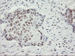 Invitrogen RFC2 Monoclonal Antibody (OTI3A7) 100 &mu;L; Unconjugated:Antibodies,