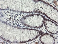 Invitrogen RFC2 Monoclonal Antibody (OTI3A7) 100 &mu;L; Unconjugated:Antibodies,