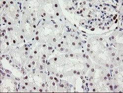 Invitrogen RFC2 Monoclonal Antibody (OTI3A7) 100 &mu;L; Unconjugated:Antibodies,
