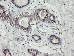 Invitrogen RFC2 Monoclonal Antibody (OTI3A7) 100 &mu;L; Unconjugated:Antibodies,
