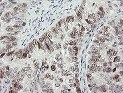 Invitrogen RFC2 Monoclonal Antibody (OTI3A7) 100 &mu;L; Unconjugated:Antibodies,