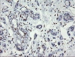 Invitrogen MAFB Monoclonal Antibody (OTI1E9) 100 &mu;L; Unconjugated:Antibodies,