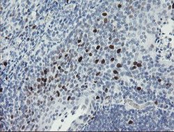 Invitrogen MAFB Monoclonal Antibody (OTI1E9) 100 &mu;L; Unconjugated:Antibodies,