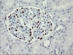Invitrogen MAFB Monoclonal Antibody (OTI1E9) 100 &mu;L; Unconjugated:Antibodies,