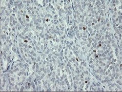Invitrogen MAFB Monoclonal Antibody (OTI1E9) 100 &mu;L; Unconjugated:Antibodies,