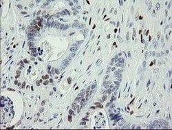Invitrogen MAFB Monoclonal Antibody (OTI1E9) 100 &mu;L; Unconjugated:Antibodies,