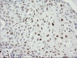 Invitrogen MAFB Monoclonal Antibody (OTI1E9) 100 &mu;L; Unconjugated:Antibodies,