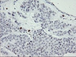 Invitrogen MAFB Monoclonal Antibody (OTI1E9) 100 &mu;L; Unconjugated:Antibodies,