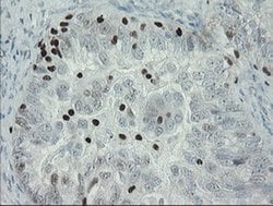 Invitrogen MAFB Monoclonal Antibody (OTI1E9) 100 &mu;L; Unconjugated:Antibodies,