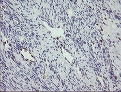 Invitrogen MAFB Monoclonal Antibody (OTI1E9) 100 &mu;L; Unconjugated:Antibodies,