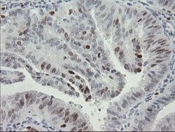 Invitrogen MAFB Monoclonal Antibody (OTI1E9) 100 &mu;L; Unconjugated:Antibodies,