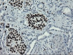Invitrogen MAFB Monoclonal Antibody (OTI1E9) 100 &mu;L; Unconjugated:Antibodies,