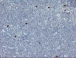 Invitrogen MAFB Monoclonal Antibody (OTI1E9) 100 &mu;L; Unconjugated:Antibodies,