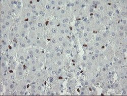 Invitrogen MAFB Monoclonal Antibody (OTI1E9) 100 &mu;L; Unconjugated:Antibodies,