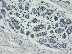 Invitrogen MAFB Monoclonal Antibody (OTI2A6) 100 &mu;L; Unconjugated:Antibodies,