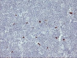 Invitrogen MAFB Monoclonal Antibody (OTI2A6) 100 &mu;L; Unconjugated:Antibodies,