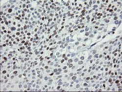 Invitrogen MAFB Monoclonal Antibody (OTI2A6) 100 &mu;L; Unconjugated:Antibodies,